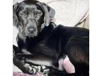 Adopt Gemma a Black Labrador Retriever, Mixed Breed