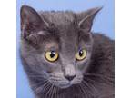 Adopt Ash (ID 41397/532) a Domestic Short Hair