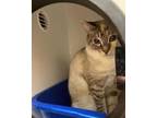 Adopt Moss- BARN BUDDY a Domestic Short Hair