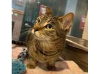 Adopt Tooty a Domestic Short Hair