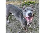 Adopt Blue Diamond a Pit Bull Terrier