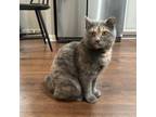 Adopt Mystery a Dilute Tortoiseshell, Domestic Short Hair