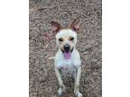 Adopt Sweezy a Terrier