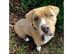 Adopt Scarlet a Pit Bull Terrier