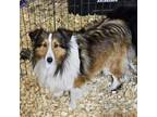 Adopt Kalie a Shetland Sheepdog / Sheltie