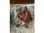 Adopt Flossie a American Bully