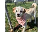 Adopt Marshmallow a Mixed Breed