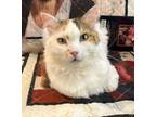 Adopt Honey a Turkish Van