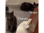 Adopt Ducati and Vespa a Russian Blue, Domestic Short Hair