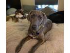 Adopt Miss Erica! a Weimaraner, Yellow Labrador Retriever