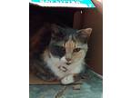 Adopt Ivy a Domestic Short Hair