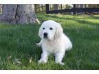 Golden Retriever Puppy for sale in South Bend, IN, USA