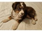 Australian Shepherd Puppy for sale in Springfield, MO, USA