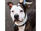 Adopt Coco is at PAWS in Lynnwood! a Pit Bull Terrier