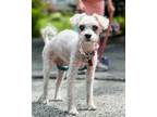 Adopt BLANCA! a Miniature Poodle