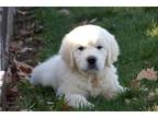 Golden Retriever Puppy for sale in South Bend, IN, USA