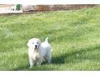 Golden Retriever Puppy for sale in South Bend, IN, USA