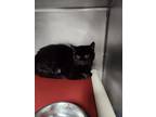 Adopt Wilma a Domestic Short Hair