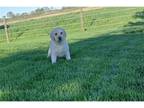 Labrador Retriever Puppy for sale in Fort Wayne, IN, USA