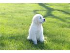 Golden Retriever Puppy for sale in South Bend, IN, USA