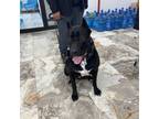 Adopt Bella a Cane Corso