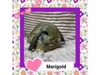 Adopt Marigold a Lop Eared
