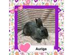 Adopt Auriga LOUISVILLE a Polish