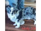 Adopt Molly a Australian Shepherd