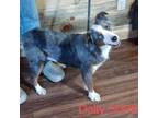 Adopt Dally a Australian Shepherd