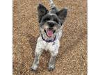 Adopt Kathana a Schnauzer, Poodle