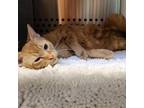 Adopt MDSPCA London a Domestic Short Hair