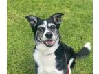 Adopt Gerty a Border Collie