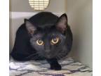 Adopt Claire Fraser a Domestic Short Hair