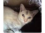 Adopt Sia a Domestic Short Hair, Dilute Calico
