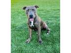 Adopt Reign a American Staffordshire Terrier