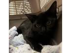 Adopt Shadow a Domestic Short Hair