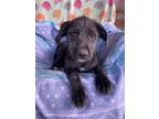 Adopt Tiara a Labradoodle