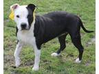Adopt Zoey a Pit Bull Terrier