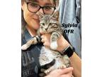 Adopt Sylvia a Domestic Short Hair