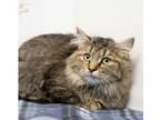 Adopt Missy a Norwegian Forest Cat, Domestic Long Hair