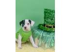 Adopt Pattie a Pit Bull Terrier, American Staffordshire Terrier