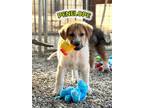 Adopt Penelope a Great Pyrenees, German Shepherd Dog