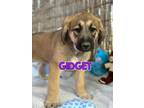 Adopt Gidget a Great Pyrenees, German Shepherd Dog