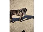 Adopt Ivy a Mastiff, Chocolate Labrador Retriever