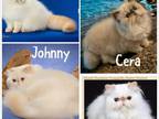 Himalayan Kitten Coming In April