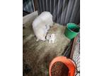 Adopt Snow a Great Pyrenees