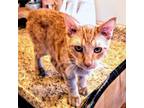 Adopt Ginger a Tabby, Domestic Short Hair