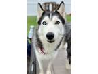 Adopt Misha a Siberian Husky