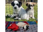 Adopt Cattle Dog Mix Puppies a Cattle Dog