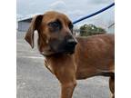 Adopt Jesse Duke a Bloodhound, Mixed Breed